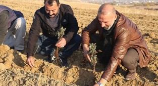 Elazığ’da 24 bin adet lavanta toprakla buluştu