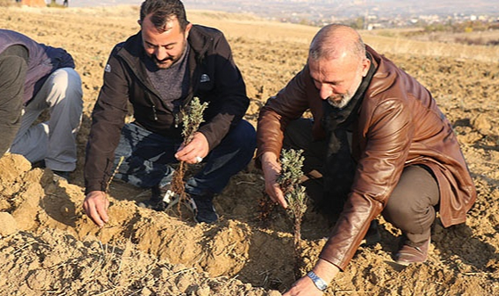 Elazığ’da 24 bin adet lavanta toprakla buluştu