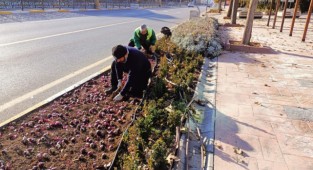 Lale ve Sümbül Soğanları Toprakla Buluştu