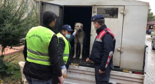 Skandal görüntülere Jandarmadan anında müdahale