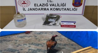 Horoz Dövüşüne Jandarma Baskını