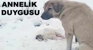 Yürek Burkan Kare