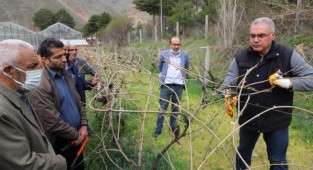 Çiftçilere Bağ Budama Eğitimi Verildi
