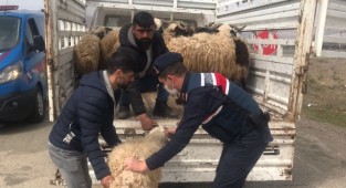 Kayıp hayvanları Jandarma buldu