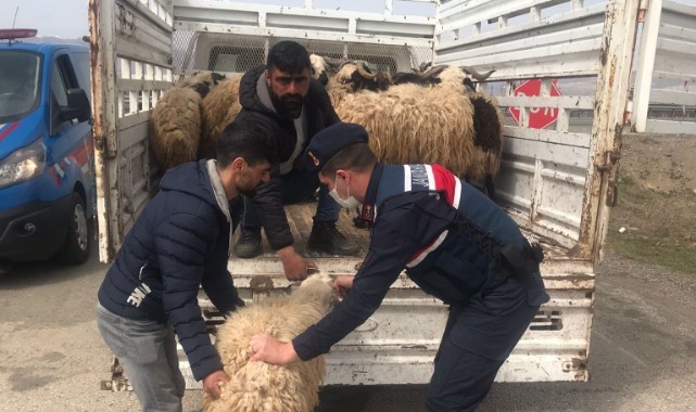 Kayıp hayvanları Jandarma buldu