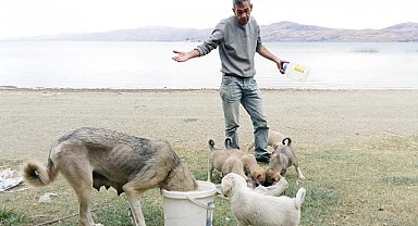Hazar’da köpekleri ölüme terk ediyorlar