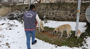 İl Özel İdaresi Sokak Hayvanlarını Unutmadı