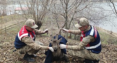 Murat Nehrine Düşen Dağ Keçisinin Jandarma Kurtardı
