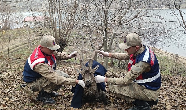 Murat Nehrine Düşen Dağ Keçisinin Jandarma Kurtardı