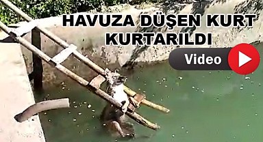 Havuza Düşen Kurt Kurtarıldı