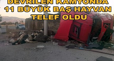 Büyükbaş Hayvan Taşıyan Kamyon Devrildi