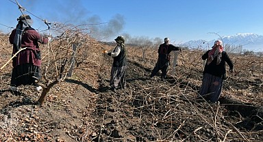 Elazığ’da Üzüm Üreticileri İşçi Bulma Sorunu Yaşıyor