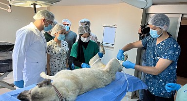 Türkiye'de Bir İlk Elazığ'da Hayata Geçti: Kırsaldaki Başıboş Hayvanlar Kısırlaştırılıyor