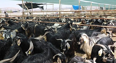 Elazığ Belediyesi'nden Kurban Bayramı Öncesi Hazırlık