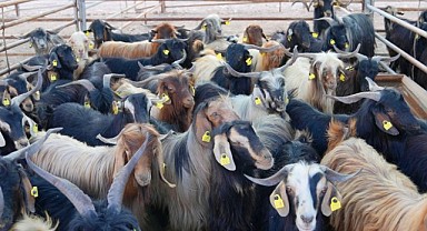 Kurban satış ve kesim alanındaki hazırlıklar tamamlandı