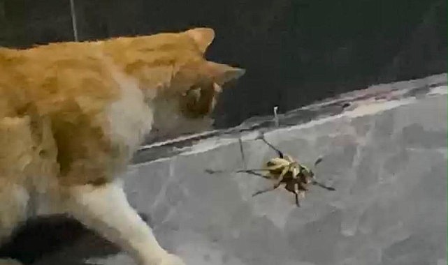 OBUZ KÖYÜ’NDE KEDİ İLE DEV ÇEKİRGENİN İLGİNÇ MÜCADELESİ KAMERADA