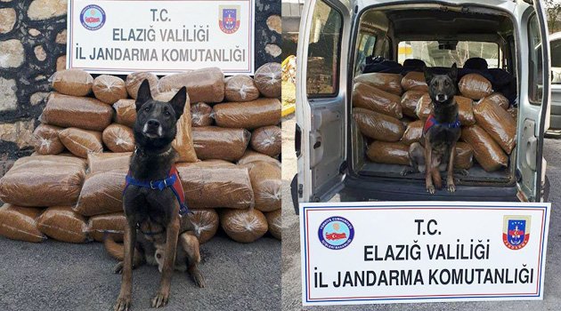 250 KİLOGRAM TÜTÜNE REKJOR PARA CEZASI