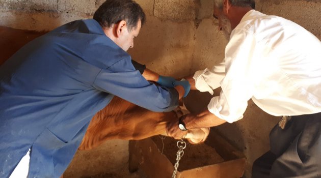 Şap Aşı Kampanyası Başladı