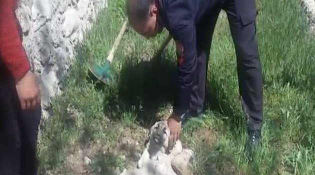 SU BORUSUNA SIKIŞAN KÖPEK YAVRUSUNU İTFAİYE EKİPLERİ KURTARDI