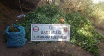 4 Bin 100 Kök Kenevir Ele Geçirildi
