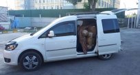 420 Kilogram Kaçak Tütün Ele Geçirildi