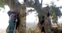 600 YAŞINDAKİ İKİ ADET TARİHİ ÇINAR AĞACI KORUMA ALTINA ALINDI