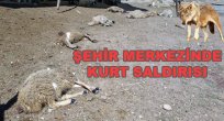 Şehre İnen Kurt Koyunları Telef Etti