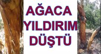 BASKİL’DE AĞAÇLARA YILDIRIM DÜŞTÜ