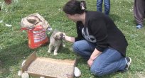 BELEDİYE'DEN YAVRU SOKAK KÖPEKLERİNE ŞEFKAT