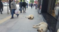 DAHA KAÇ KİŞİ ÖLECEK?