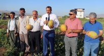 ELAZIĞ’DA KAVUN HASADI