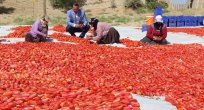 Elazığ’dan Avrupa Ülkelerine Kurutulmuş Domates İhraç Ediliyor