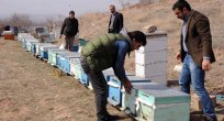 ELAZIĞ VE TUNCELİ'DEKİ ARI ÖLÜMLERİ TEDİRGİNLİK YARATIYOR