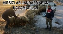 JANDARMA EKİPLERİ, ELAZIĞ'DA ÇALINAN 40 KOYUNU DİYARBAKIR'DA BULDU