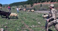 Jandarma, kayıp Hayvanları Buldu