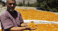 Kayısı Yüz Güldürdü