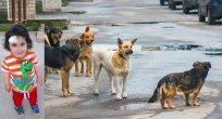 KÖPEK SALDIRILARININ ARDI ARKASI KESİLMİYOR
