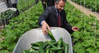 SEZONUN İLK SERA SALATALIK HASADI TOPLANDI.