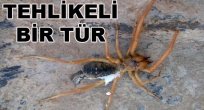 Şimdide Sarıkız Görüldü