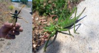 Sivrice’de, Etçil 'Çağaboğan' Çekirgesi Görüldü