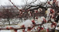TARIM İL MÜDÜRLÜĞÜNDEN ZİRAİ DON UYARISI